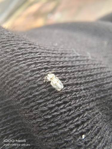 Eastern Sycamore Lace Bug