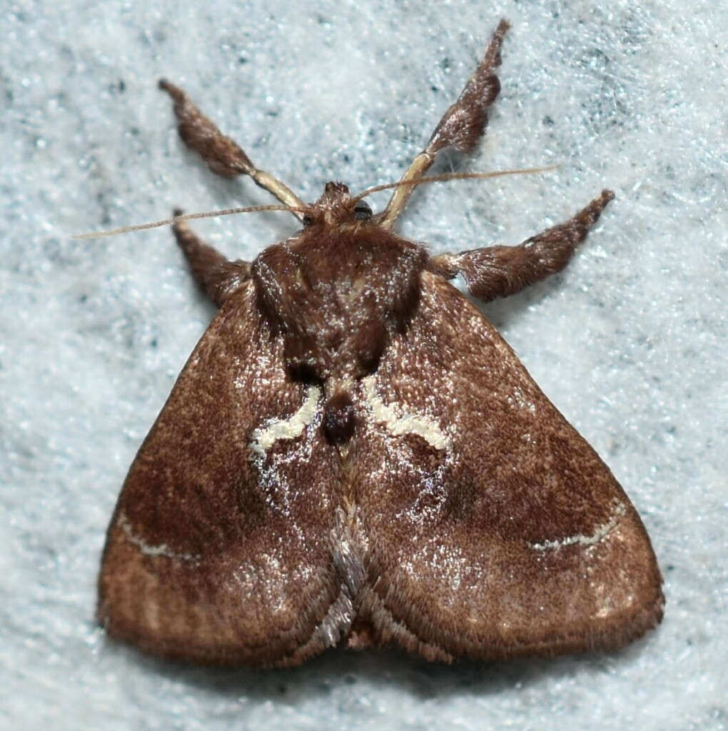 Euclea obliqua