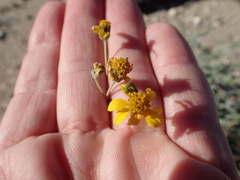 Bahiopsis microphylla