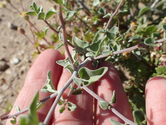 Bahiopsis microphylla