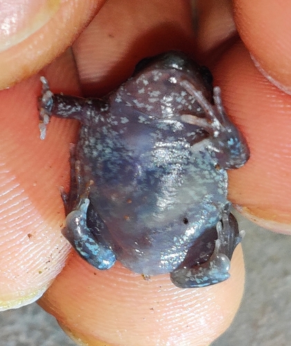 Indian Balloon Frog, Uperodon globulosus