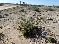 Bahiopsis microphylla