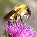 Ussuri Bumble Bee - Photo (c) V.S. Volkotrub, some rights reserved (CC BY-NC), uploaded by V.S. Volkotrub
