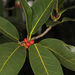 Ficus aurea - Photo (c) Judy Gallagher, μερικά δικαιώματα διατηρούνται (CC BY-SA), uploaded by Judy Gallagher