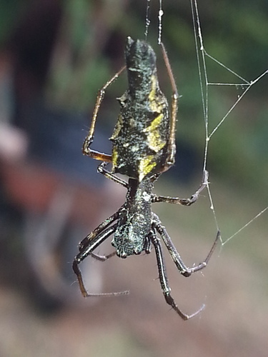 Edricus productus