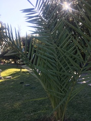 Chamaedorea radicalis