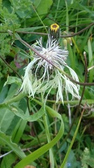 Centaurea cheiranthifolia