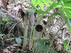 Se Lena, CC BY, iNaturalist via GBIF Arisaema thunbergii, photograph Se Lena, CC BY, iNaturalist via GBIF