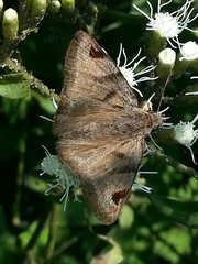 Arteurotia tractipennis tractipennis