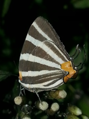 Panthiades bathildis