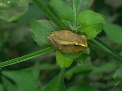 Tlalocohyla smithii
