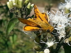 Hylephila phyleus phyleus