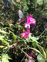 Papilio thaiwanus