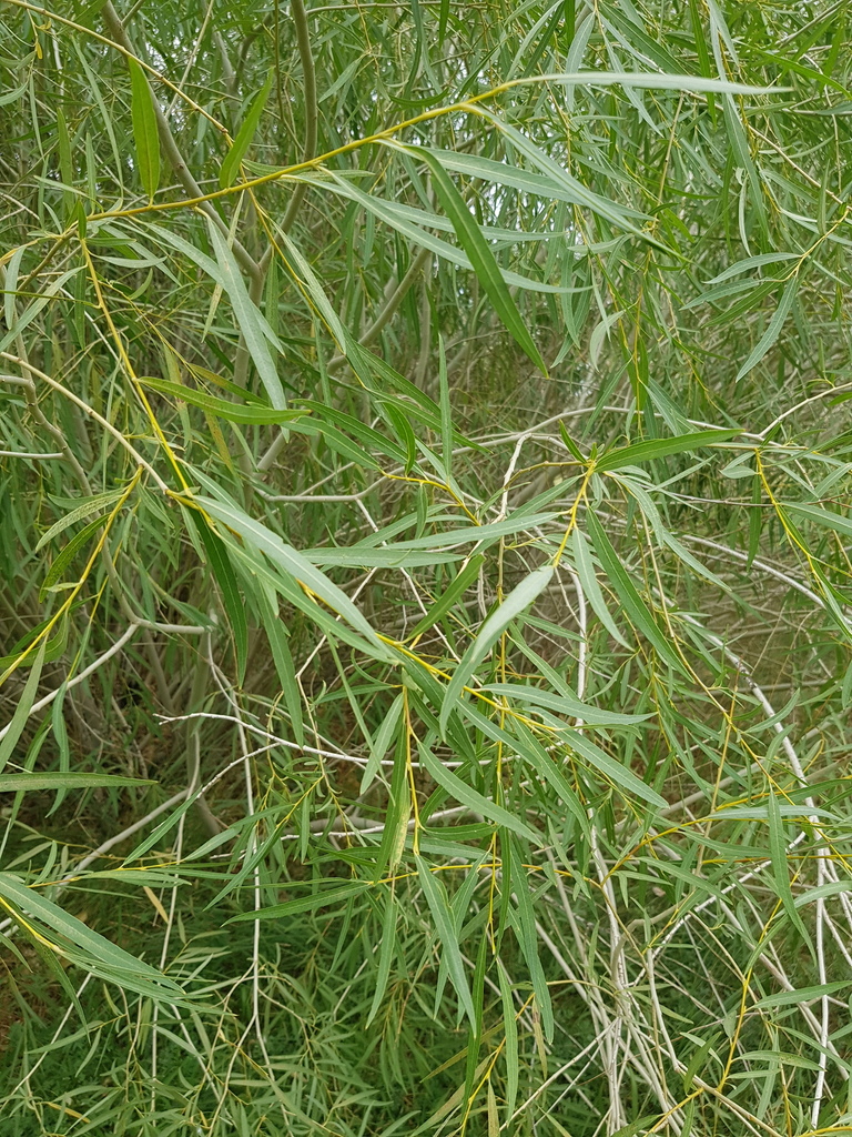 Salix tenuijulis