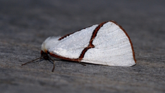 Thalaina selenaea