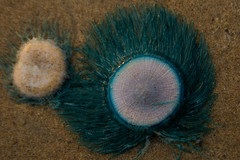 Porpita porpita