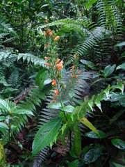 Stenostephanus