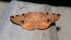 Onycodes traumataria