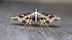 Ischnurges illustralis
