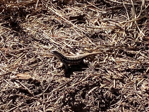 iNaturalist observation photo of Common Sagebrush Lizard