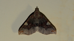 Anachloris uncinata