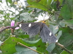 Melanchroia vazquezae