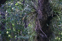 Dendrobium smillieae