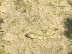 Bathygobius cocosensis