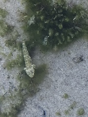 Bathygobius cocosensis