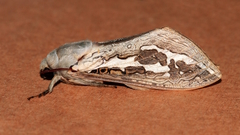 Abantiades mcquillani