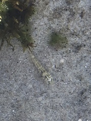 Bathygobius cocosensis