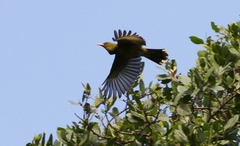 Oriolus flavocinctus