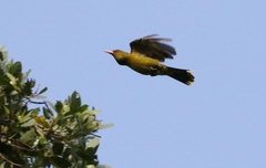Oriolus flavocinctus