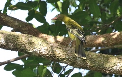 Oriolus flavocinctus