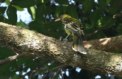 Oriolus flavocinctus