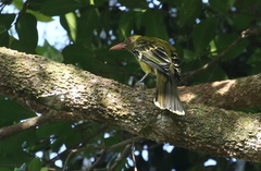 Oriolus flavocinctus