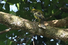 Oriolus flavocinctus