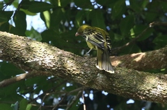 Oriolus flavocinctus