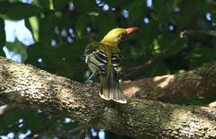 Oriolus flavocinctus