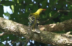 Oriolus flavocinctus