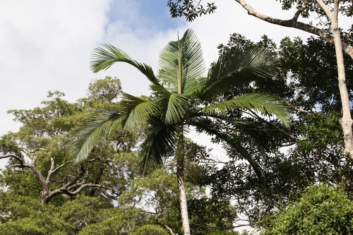 Archontophoenix alexandrae