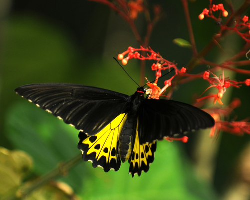 Common Birdwing