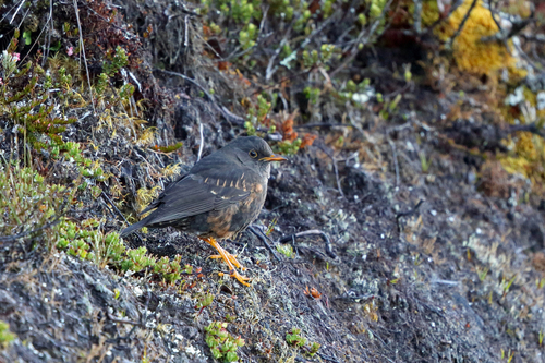 Papuan Island Thrush (Turdus papuensis), photo 2