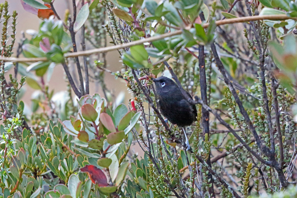 Sooty Honeyeater