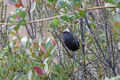 Sooty Honeyeater photo 1
