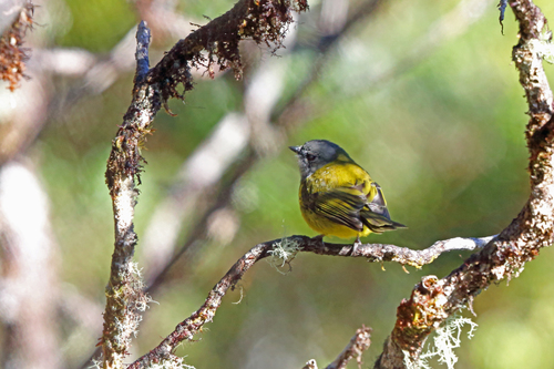 Pachycephala lorentzi