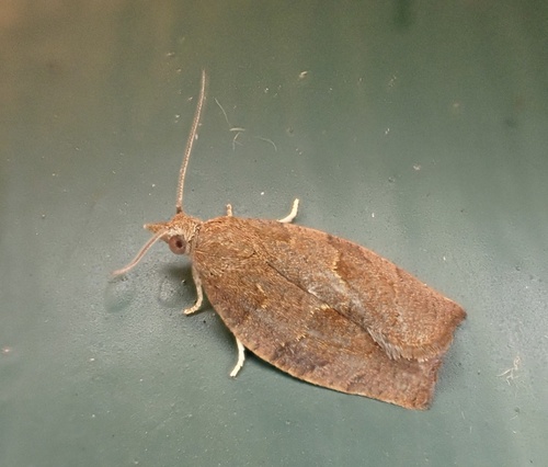 Dark Fruit-tree Tortrix