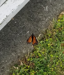 Danaus plexippus