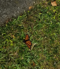 Danaus plexippus