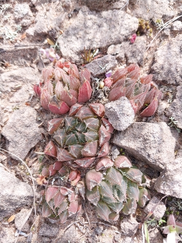 Haworthia cooperi 'Leightonii' 3
